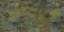 Forest B