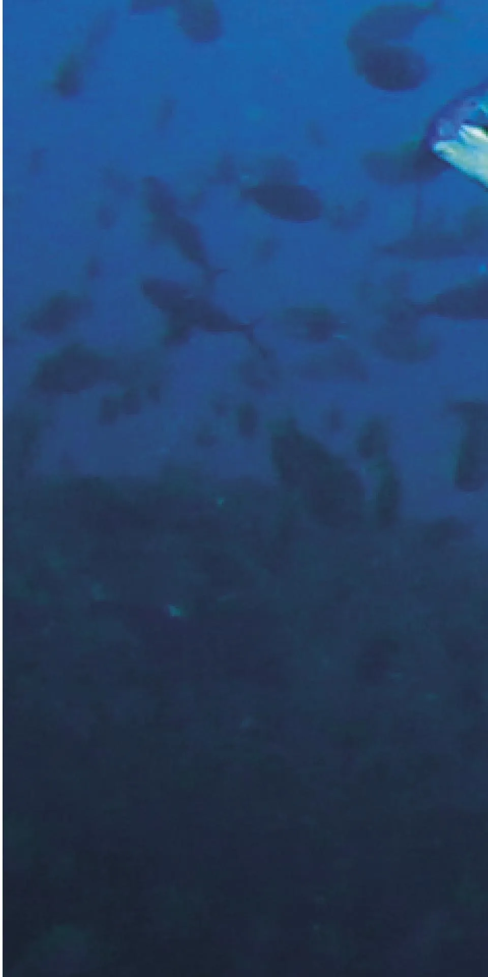 Керамогранит MaxFine by Iris FMG Design Your Slabs Coral Reef Fish