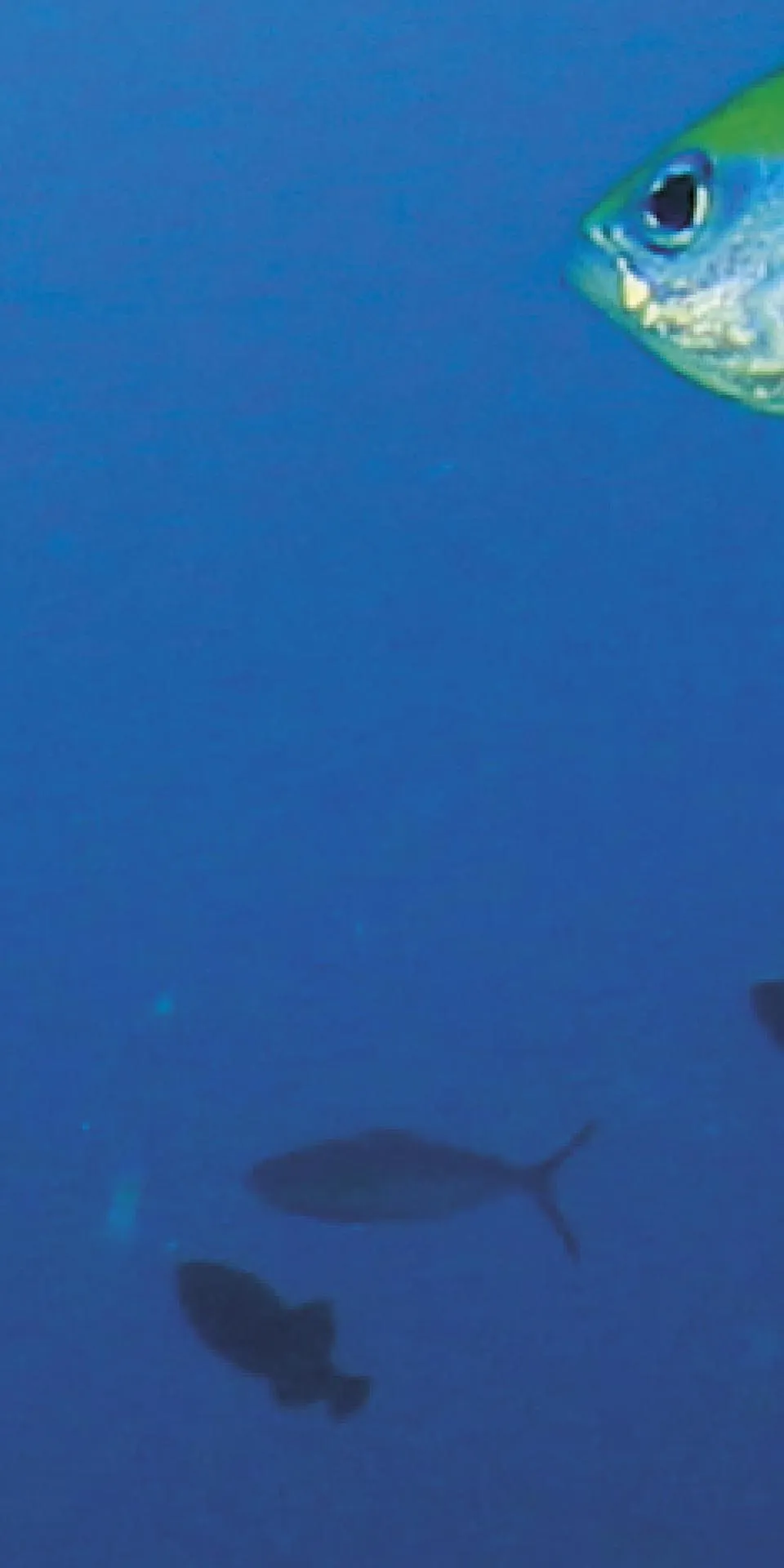 Керамогранит MaxFine by Iris FMG Design Your Slabs Coral Reef Fish