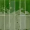 Mint Forest (Минт Форест)