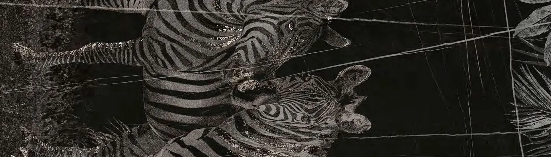 Керамогранит More Tile Gallery Savage Zebre