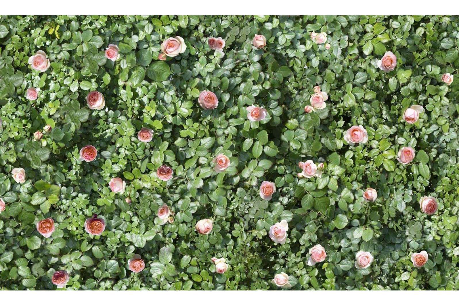 Керамогранит Casalgrande Padana Limpha Coral Rose
