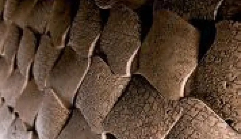 Lacche 3 - Petra Antiqua