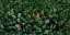 Greenwall D