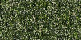 Gelsomino