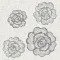 Rose di paestum c