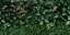 Greenwall A