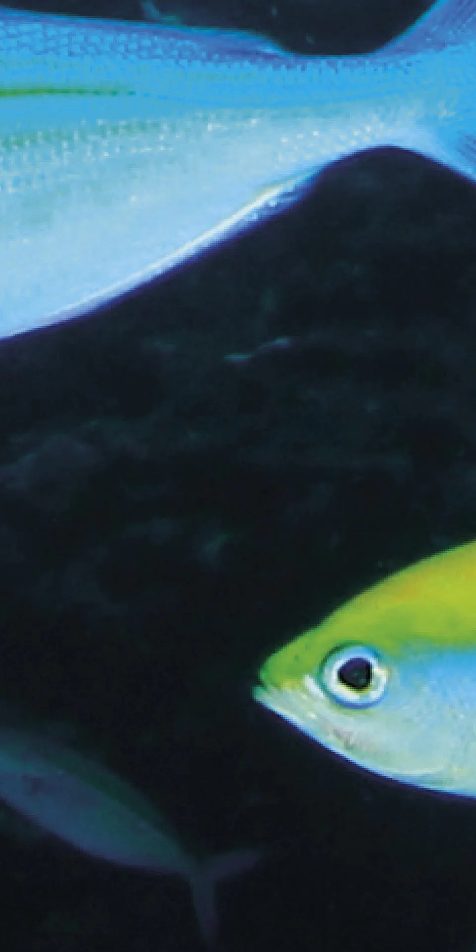 Керамогранит MaxFine by Iris FMG Design Your Slabs Coral Reef Fish