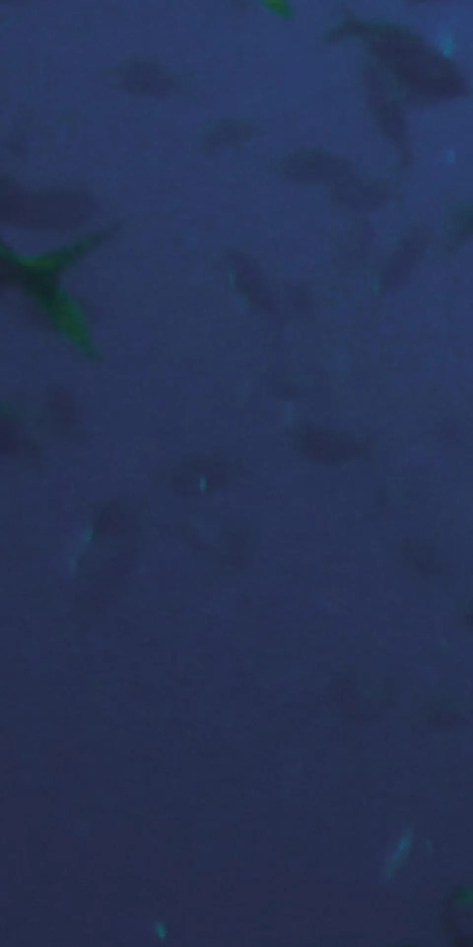 Керамогранит MaxFine by Iris FMG Design Your Slabs Coral Reef Fish