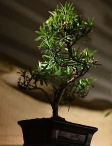 Интерьер 50281