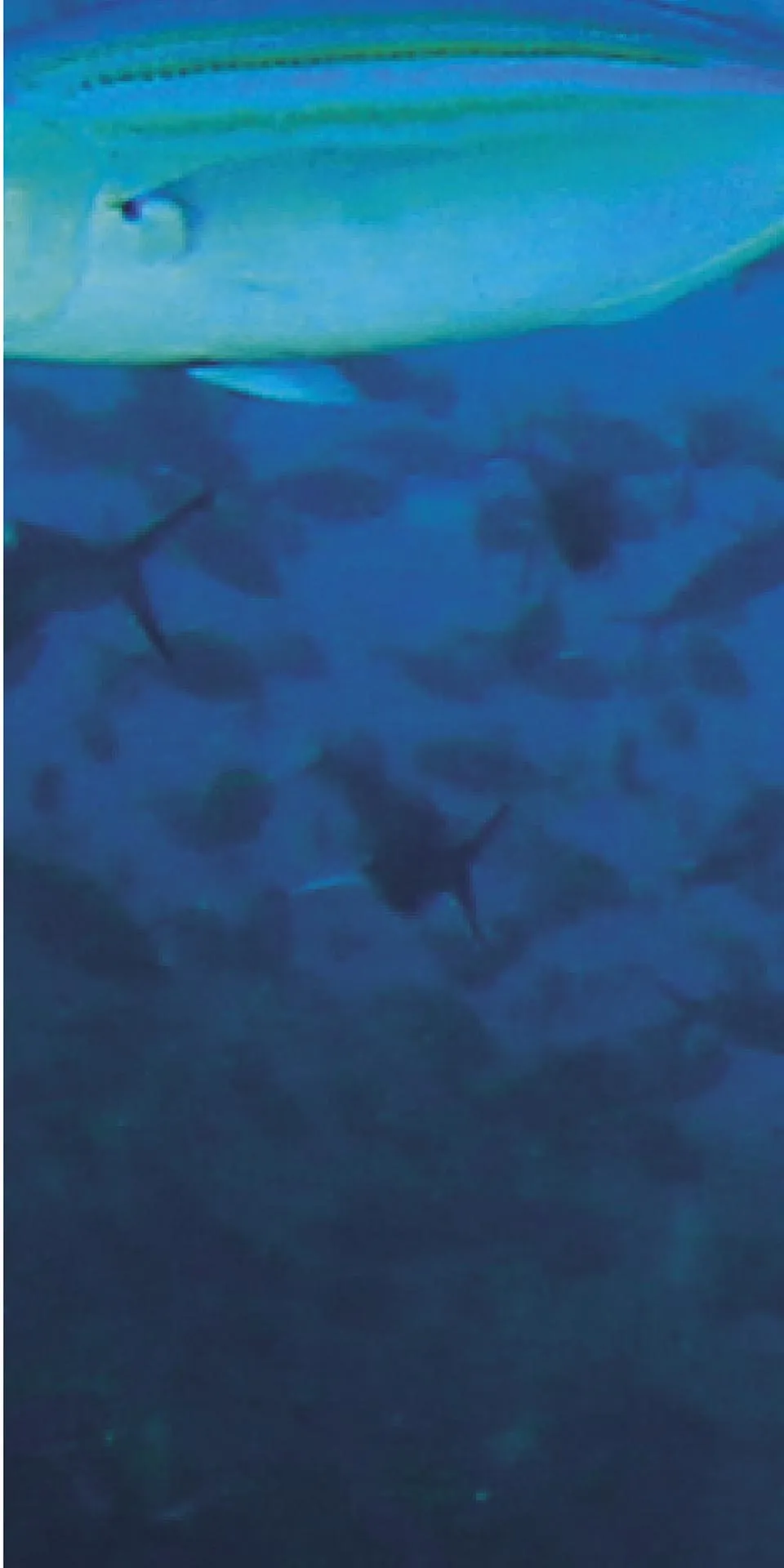 Керамогранит MaxFine by Iris FMG Design Your Slabs Coral Reef Fish