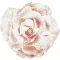 Peonia