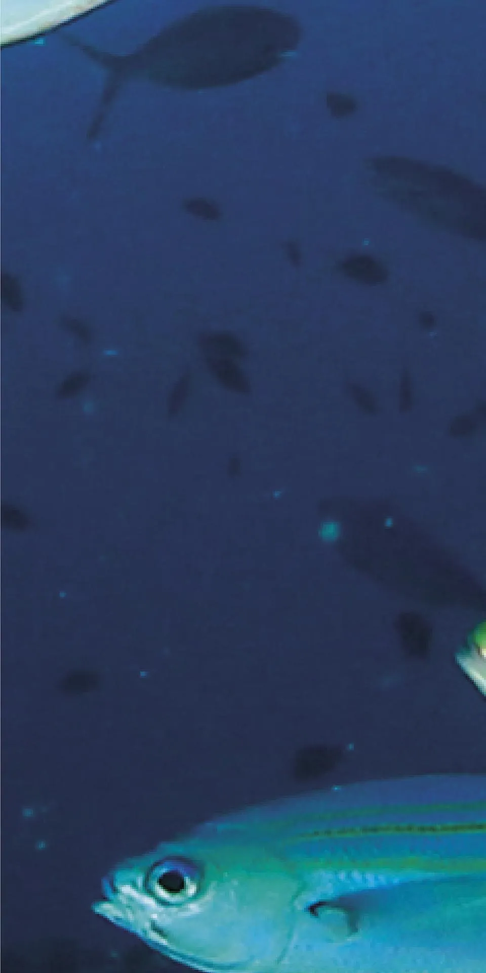 Керамогранит MaxFine by Iris FMG Design Your Slabs Coral Reef Fish