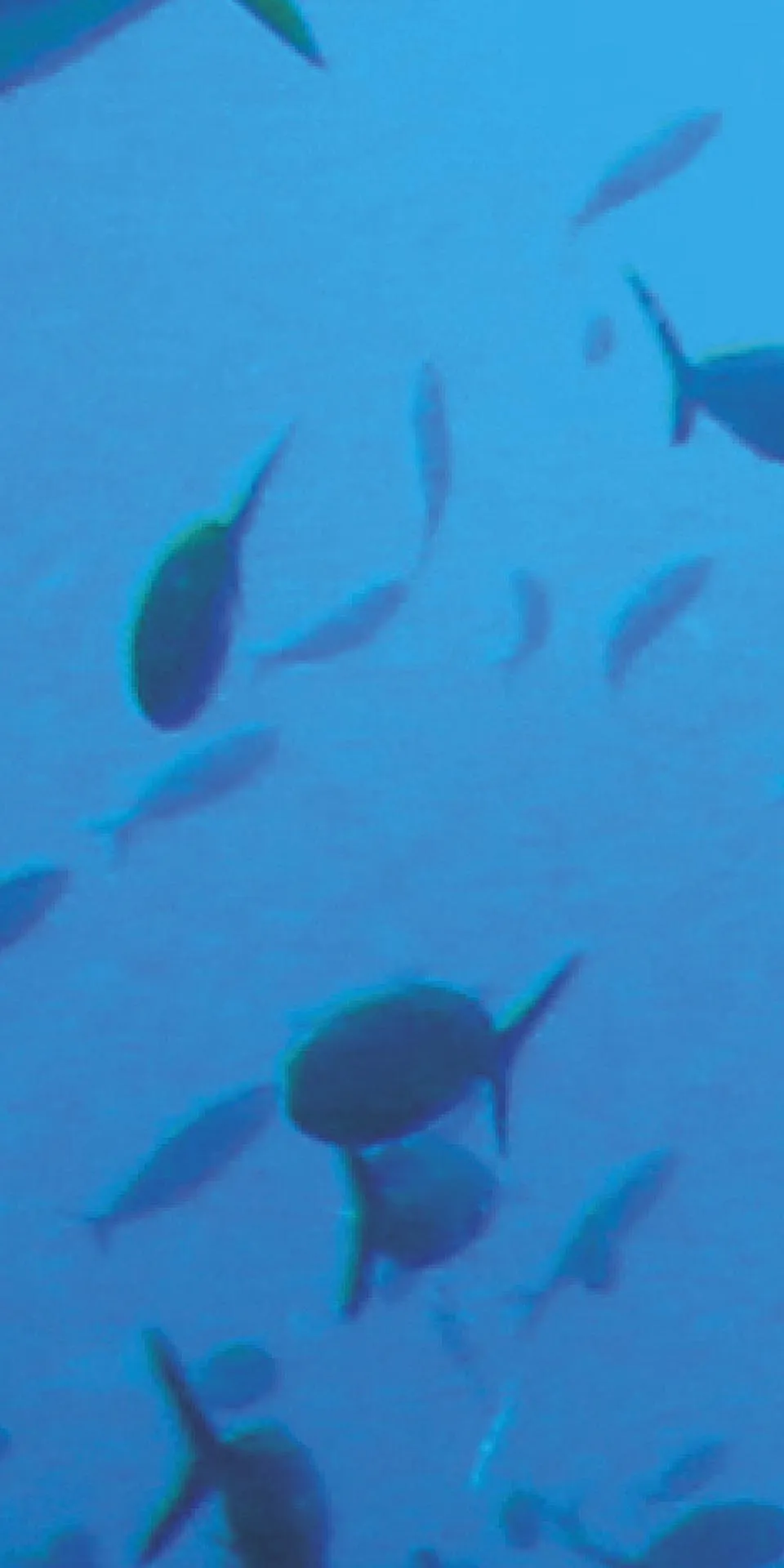 Керамогранит MaxFine by Iris FMG Design Your Slabs Coral Reef Fish