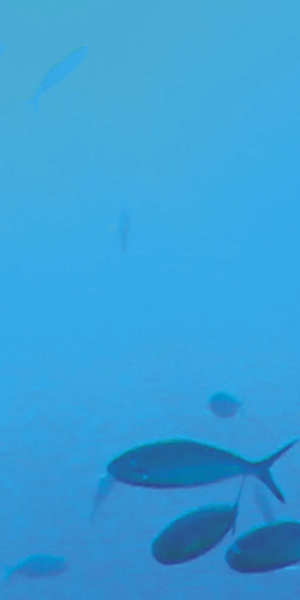 Керамогранит MaxFine by Iris FMG Design Your Slabs Coral Reef Fish