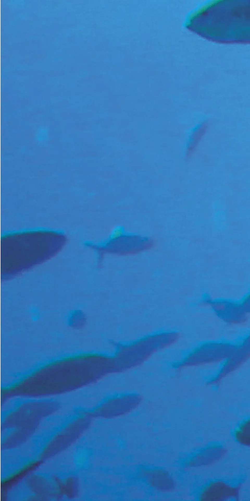 Керамогранит MaxFine by Iris FMG Design Your Slabs Coral Reef Fish