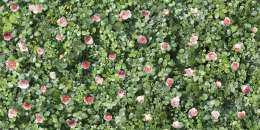 Coral Rose
