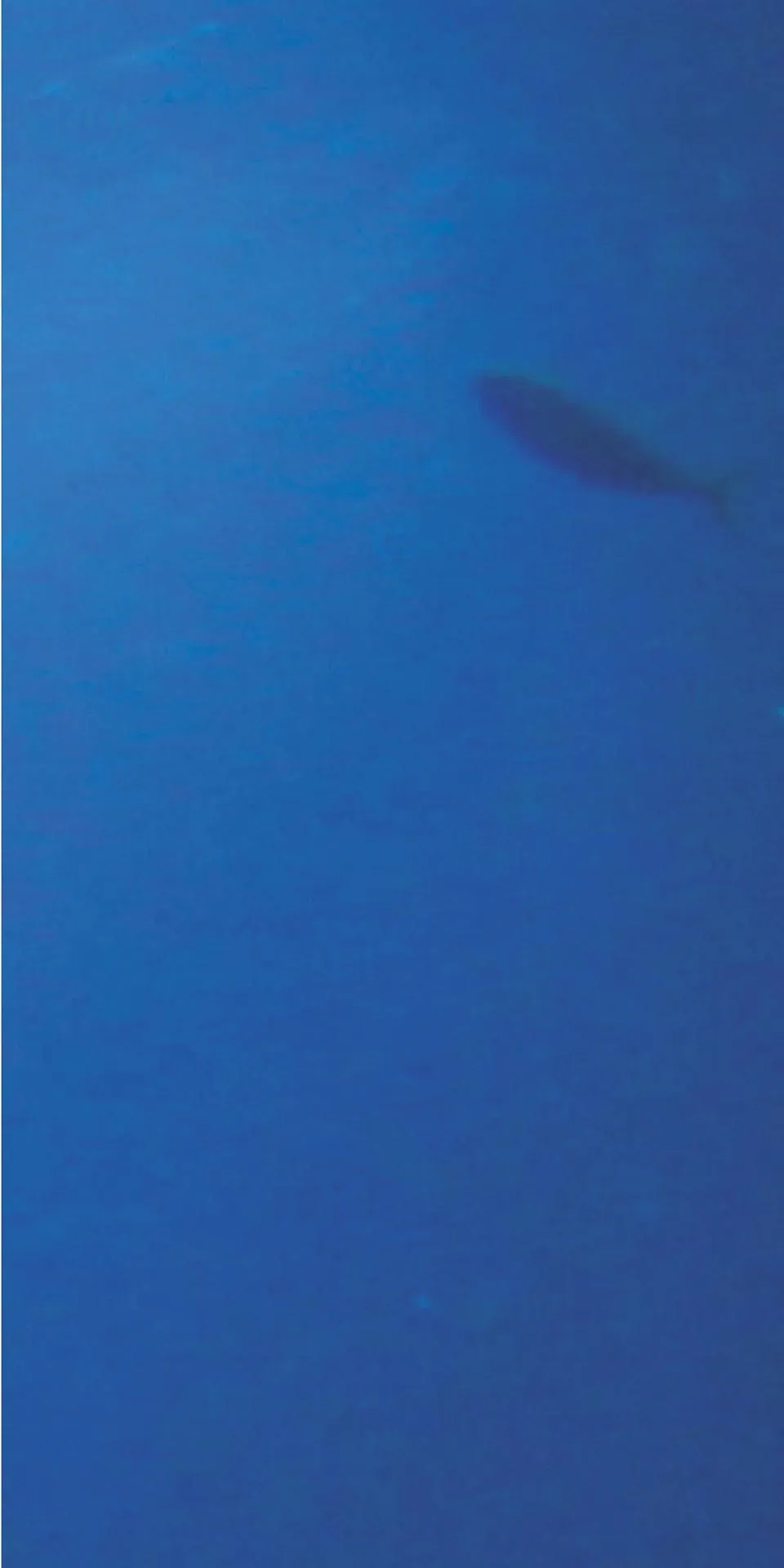 Керамогранит MaxFine by Iris FMG Design Your Slabs Coral Reef Fish