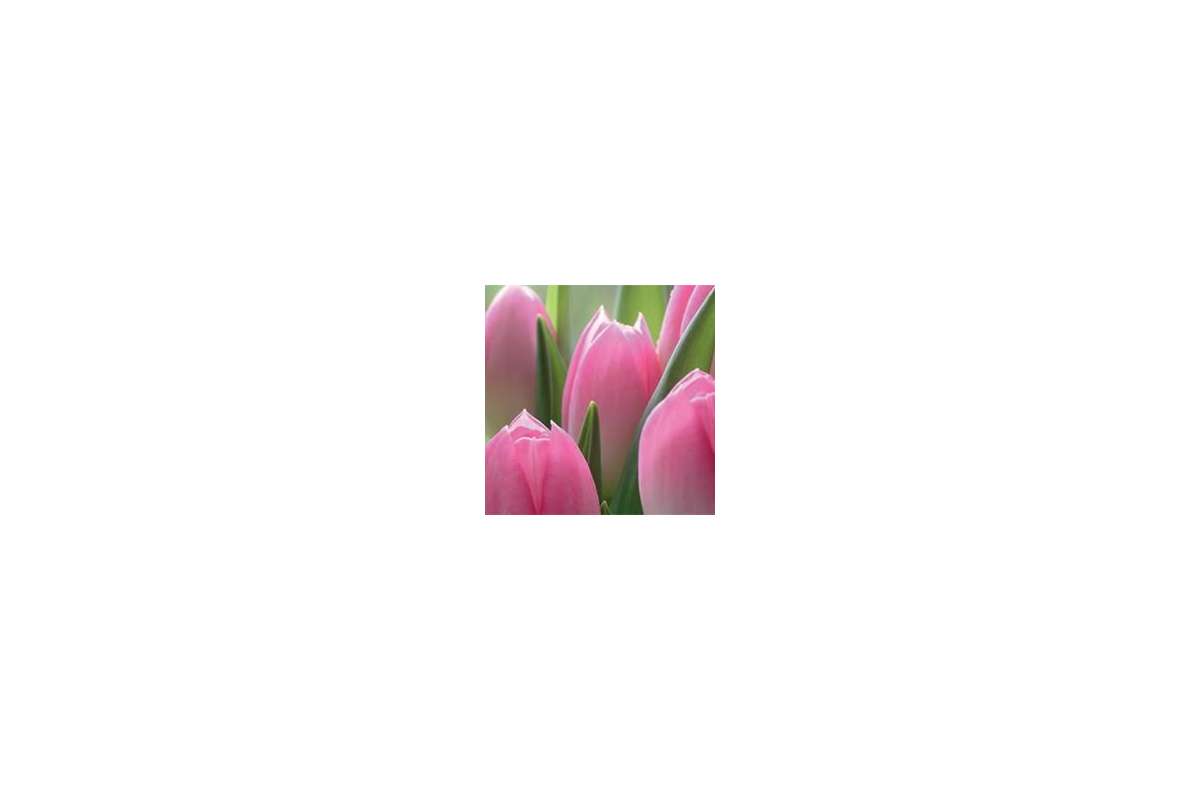 Керамогранит Panaria Experience 0.3 Flora B Tulipani Pls