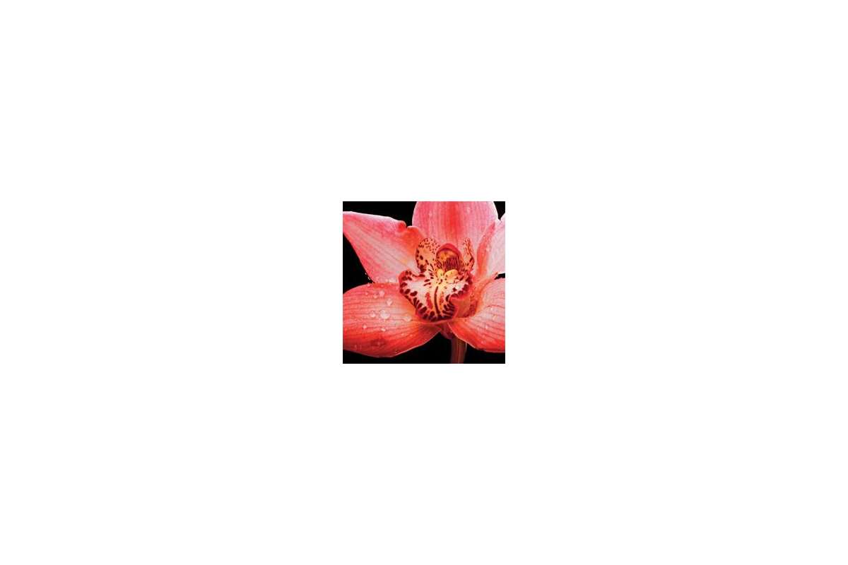 Керамогранит Panaria Experience 0.3 Flora E Orchidea Pls