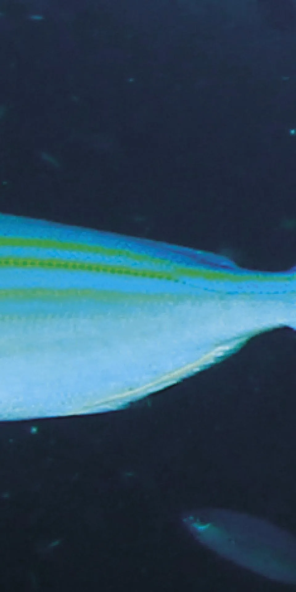 Керамогранит MaxFine by Iris FMG Design Your Slabs Coral Reef Fish