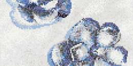 Blue gardenia