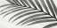 Palm