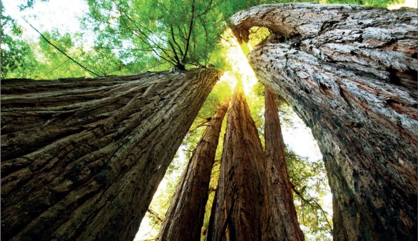 Tahoe (Тахо) - Cir Serenissima