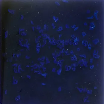 Керамогранит Pecchioli Firenze (Пеккиоли Фирензе) Gres Artistico Fondo Lus 79