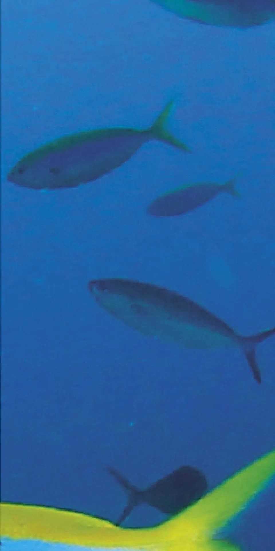 Керамогранит MaxFine by Iris FMG Design Your Slabs Coral Reef Fish