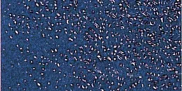 P 11 Blu Royal