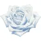 Rosa Blu