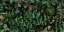 Greenwall C
