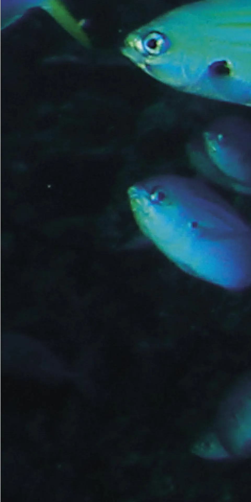 Керамогранит MaxFine by Iris FMG Design Your Slabs Coral Reef Fish