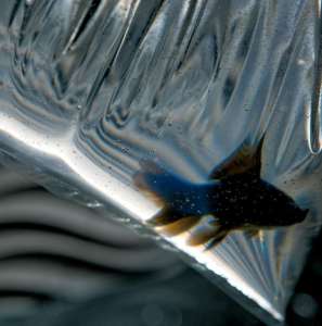 Интерьер 44067