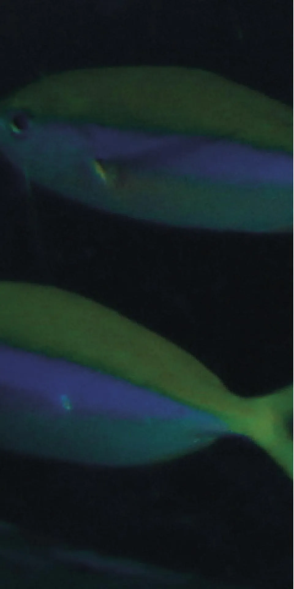 Керамогранит MaxFine by Iris FMG Design Your Slabs Coral Reef Fish