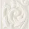 Voluta magnolia