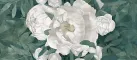 Peonia A (Пеониа А)