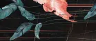 Flamingo A (Фламинго А)