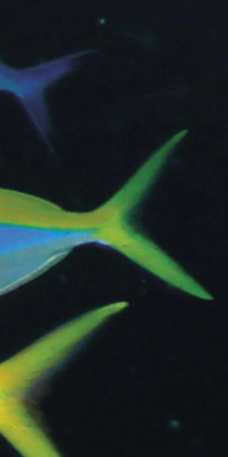 Керамогранит MaxFine by Iris FMG Design Your Slabs Coral Reef Fish