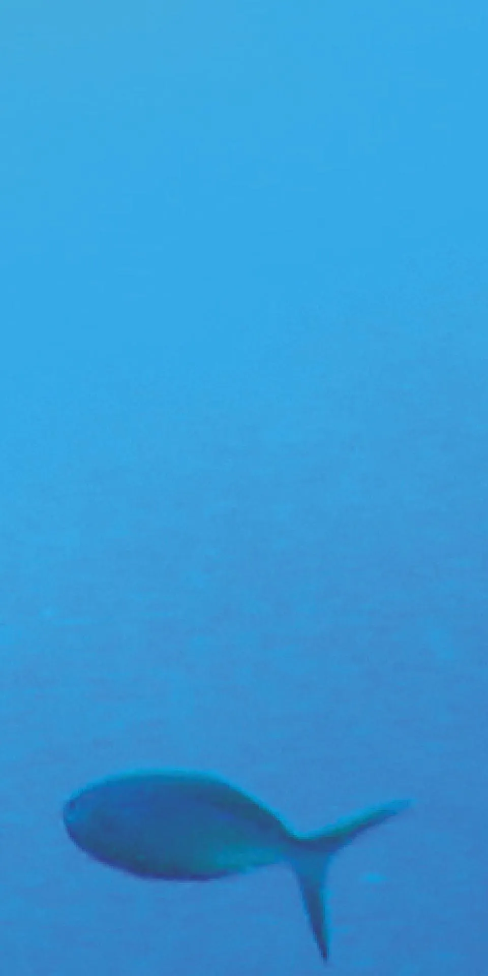 Керамогранит MaxFine by Iris FMG Design Your Slabs Coral Reef Fish